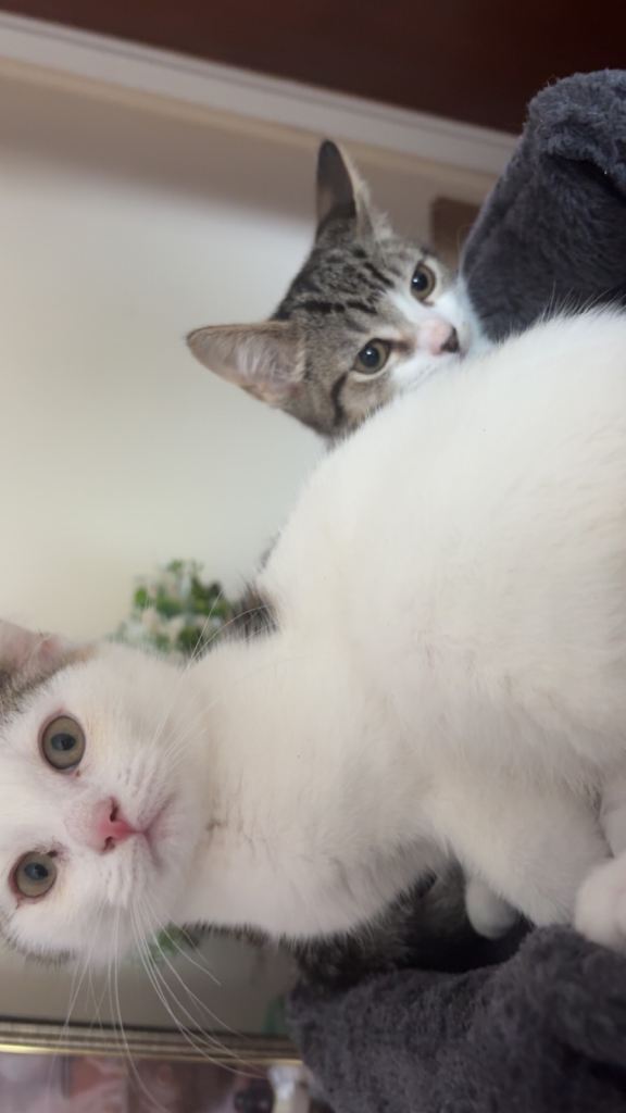 3 beautiful kittens looking for their forever homes 