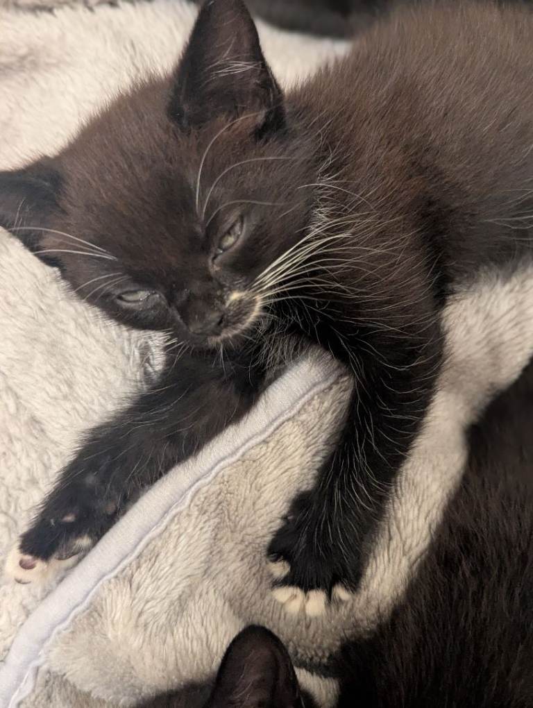 8 week kitten 