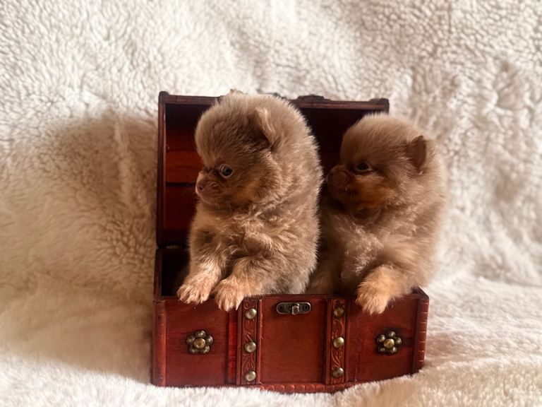 Kc registered lilac tan poms x