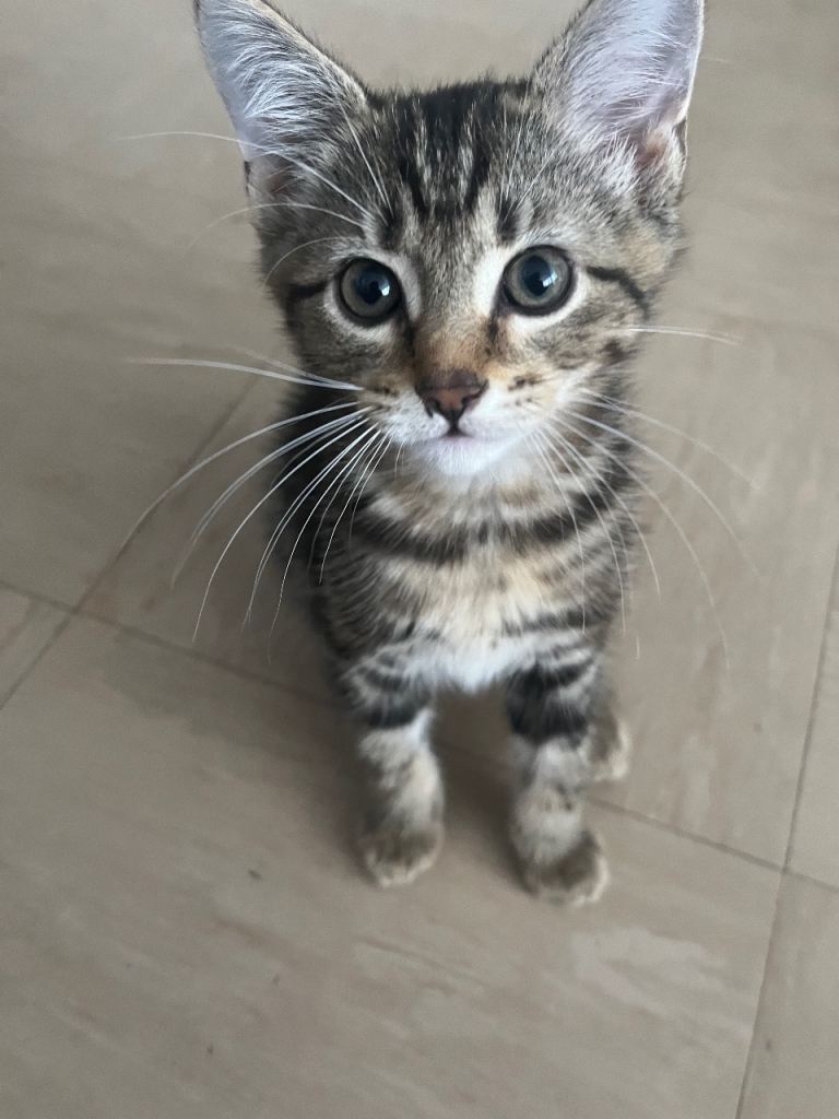 Kittens