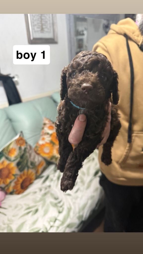 Cockapoo pups for sale
