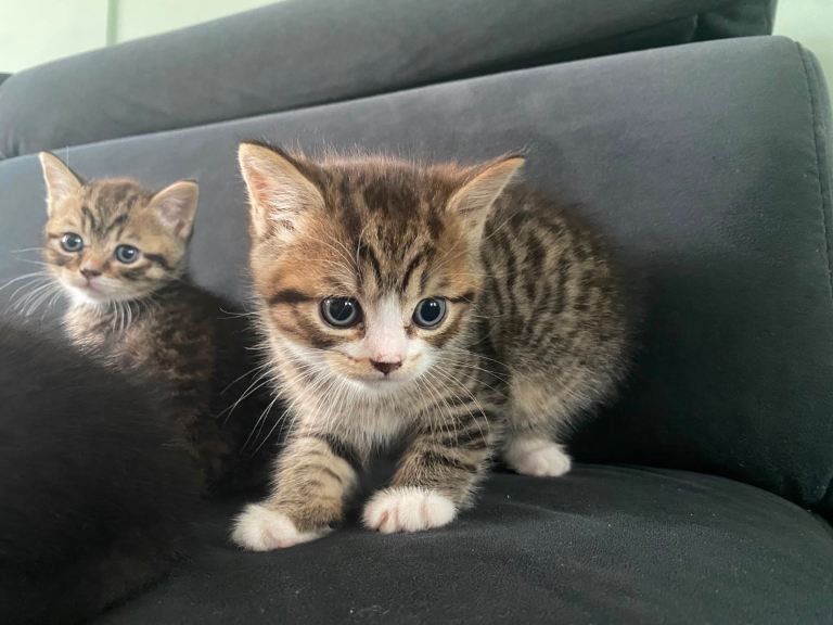 Kittens for sale 