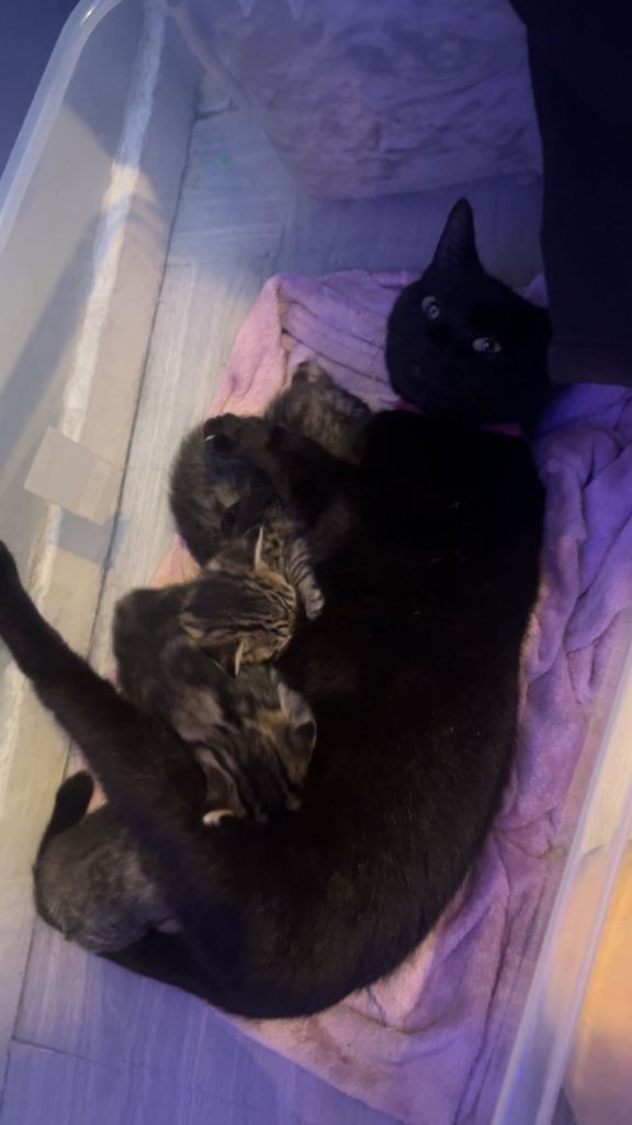 Kittens 