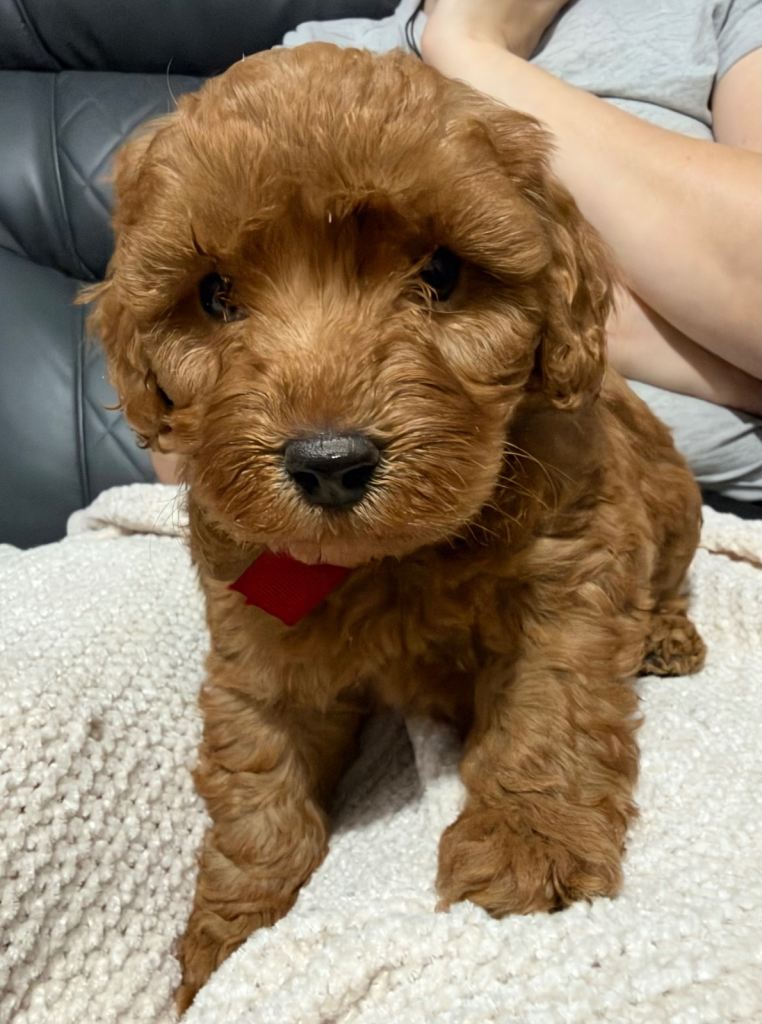 Ready to be rehomed this weekend 