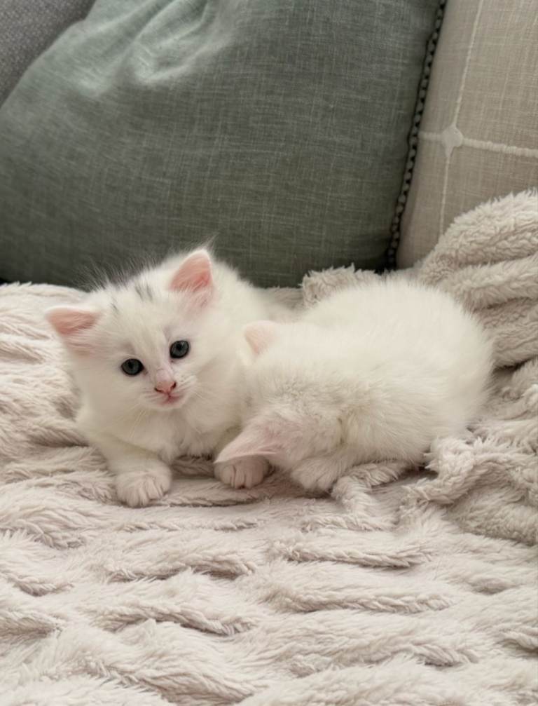 Kittens 