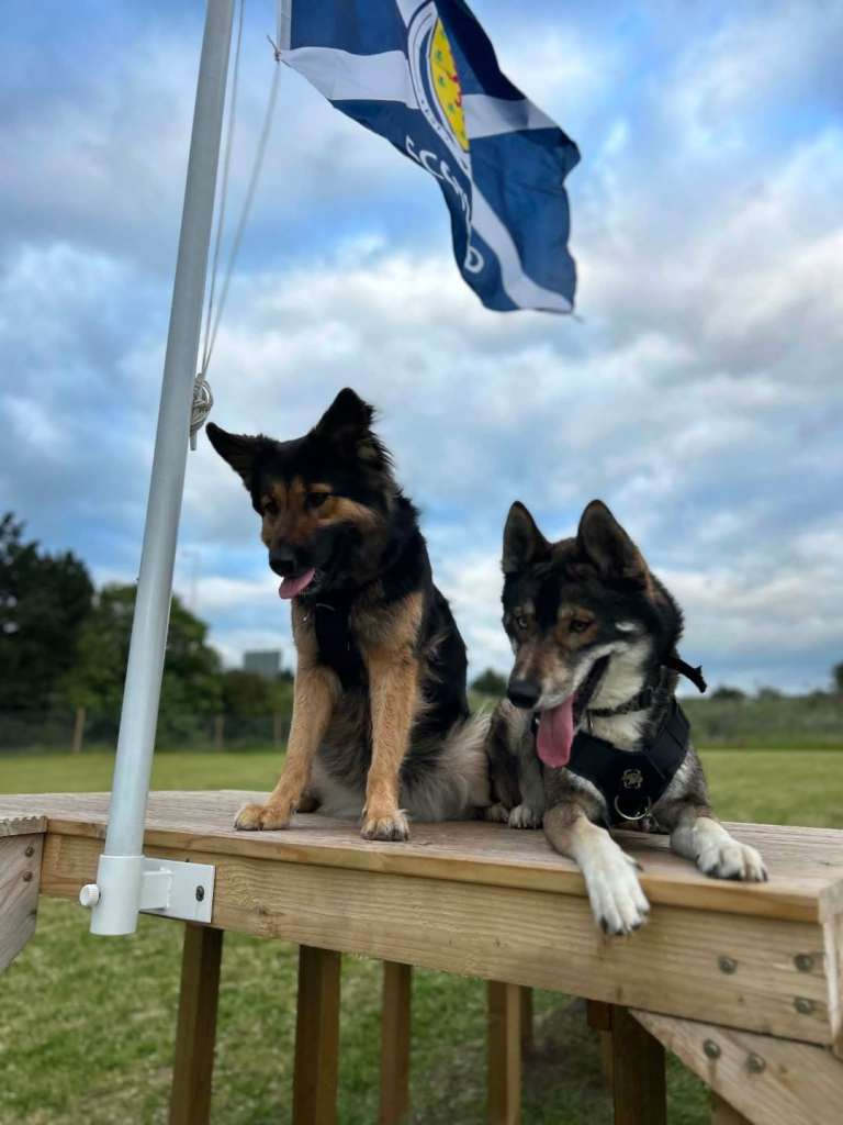  1 female Puppy  left German shepherd mum / Siberian husky dad ( shepsky)puppies for sale £1000 
