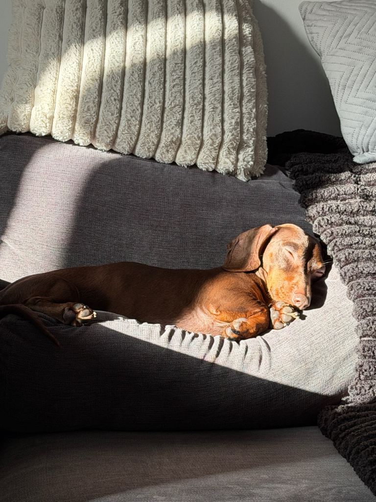 💙 3-Year-Old Dachshund Looking for a Loving New Home 💙