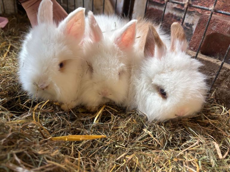 3 baby girl lion head bunnies 