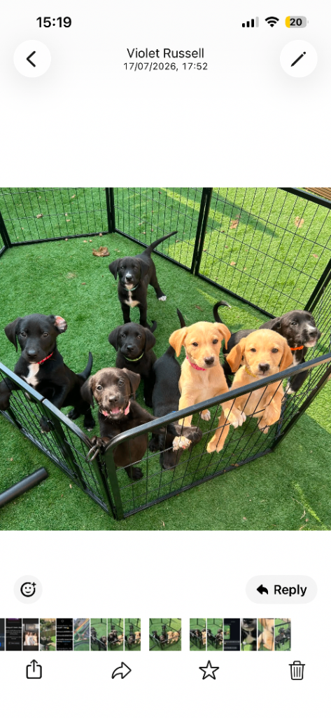 Boradors / Golden Retriever Puppies For Sale 