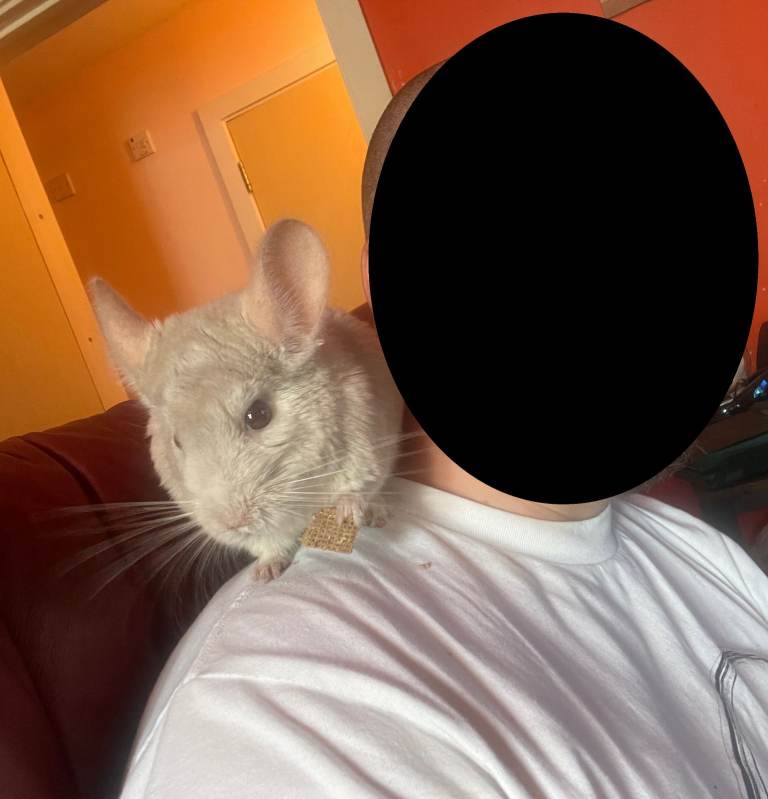 Pair of chinchillas with complete setup, food etc. 