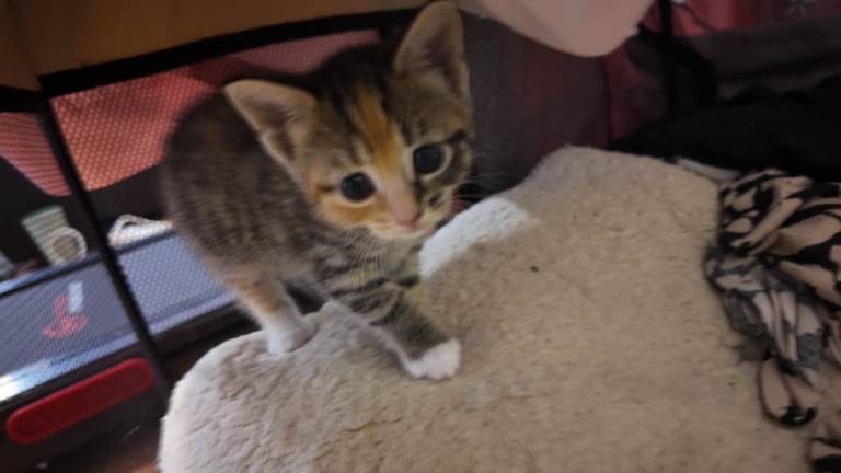 🐱 3 Beautiful Friendly Tabby Kittens