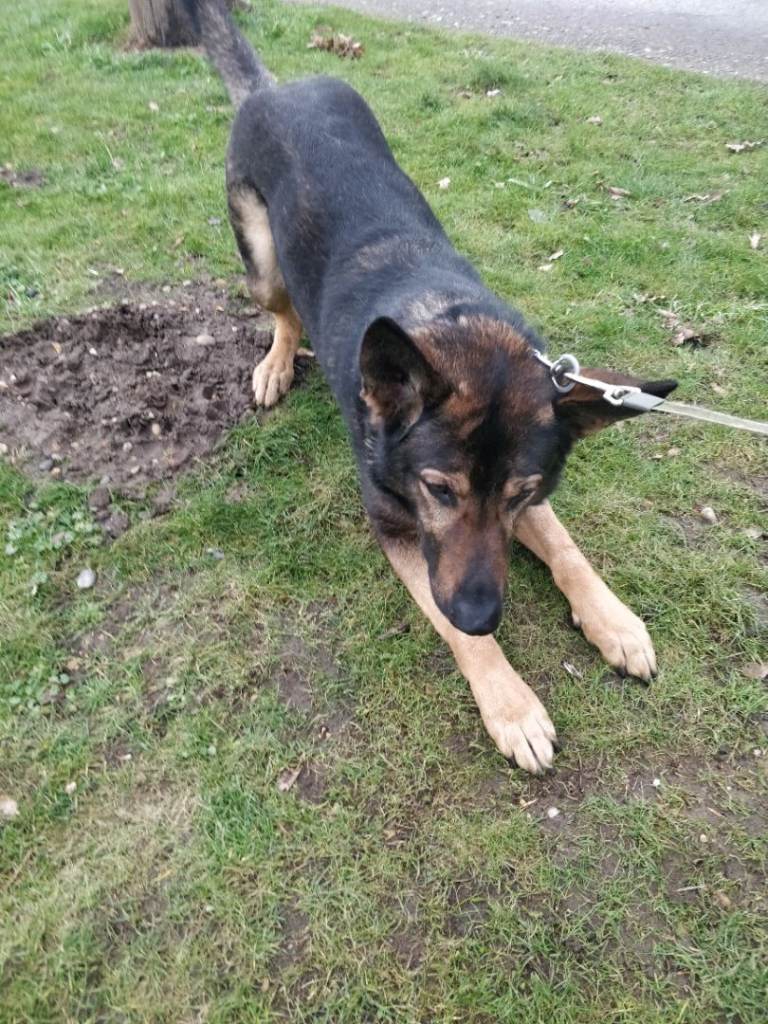 Rehoming my German shepherd 
