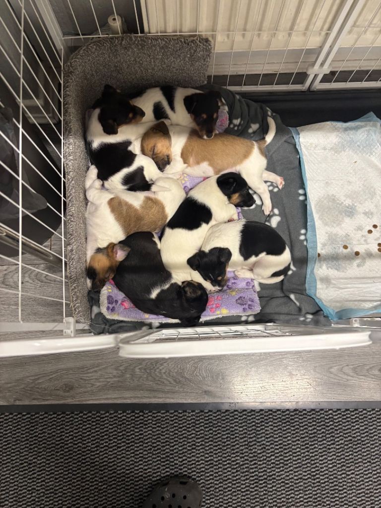 Jack Russel puppies