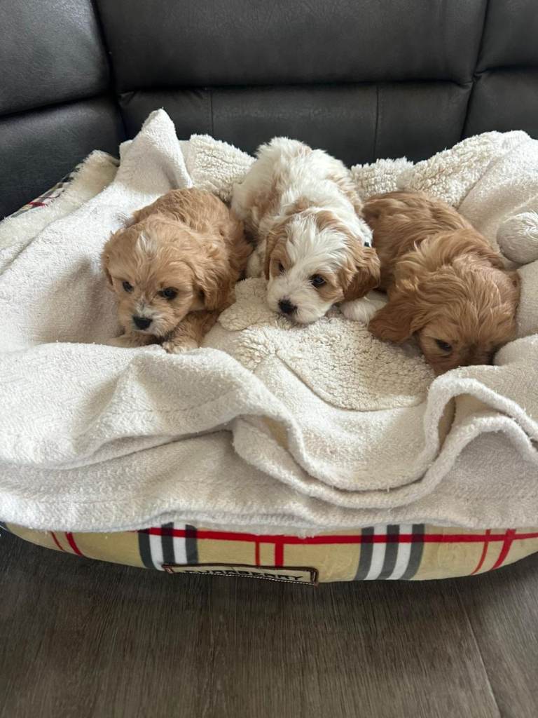 Cavapoo puppies 