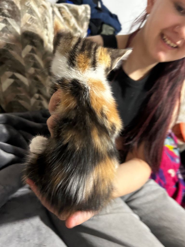 beautiful kittens ready now one boy one girl 