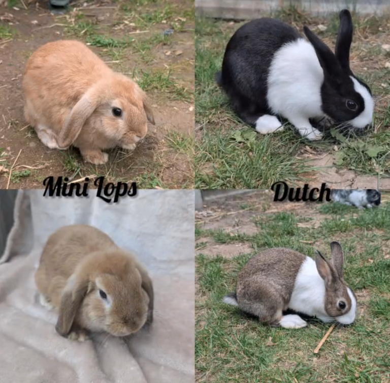 Young and Older Bunnies available