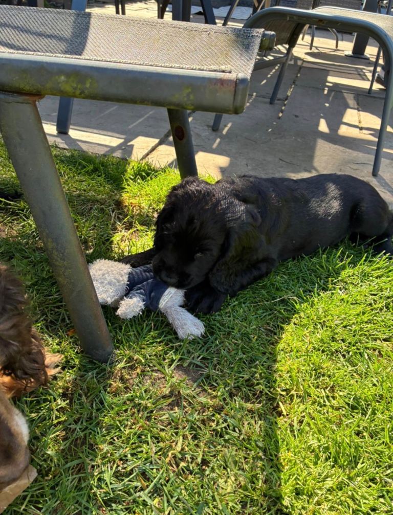 11 week old cocker spaniel Bailey 