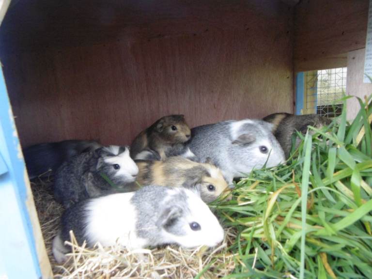 Guinea pigs boys and girls all ages 