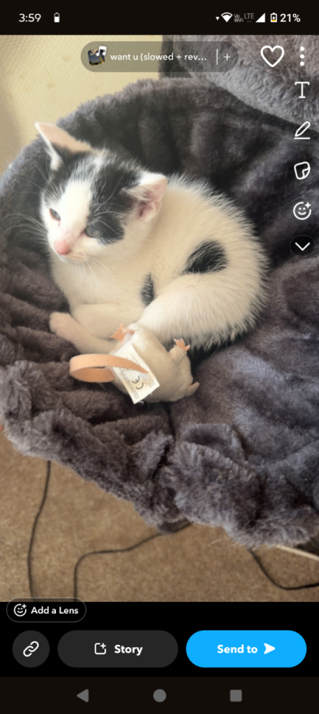 14 week kitten 