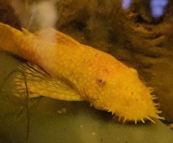 Tropical Fish for sale