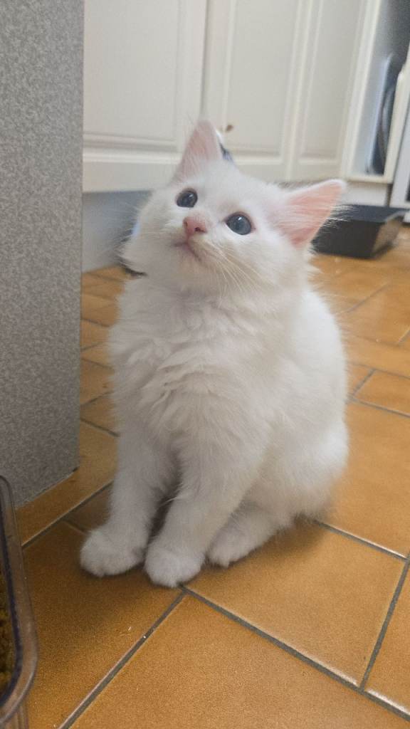 Kittens 