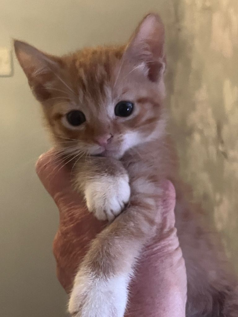 kittens ready now READ ADD
