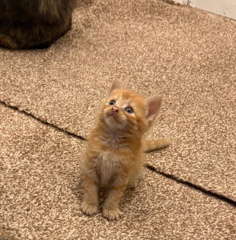 Ginger male Kitten