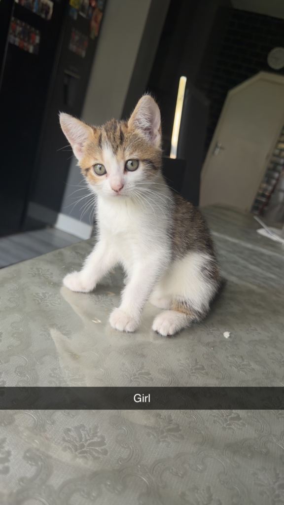 Snow bengal mixed tabby kittens 