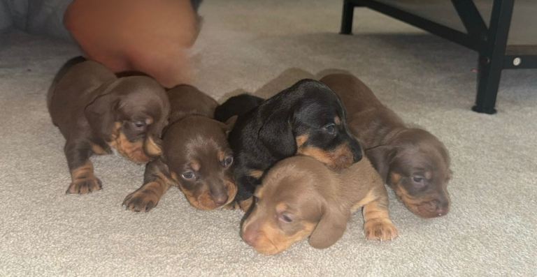 4 week old Miniature Dachshund 