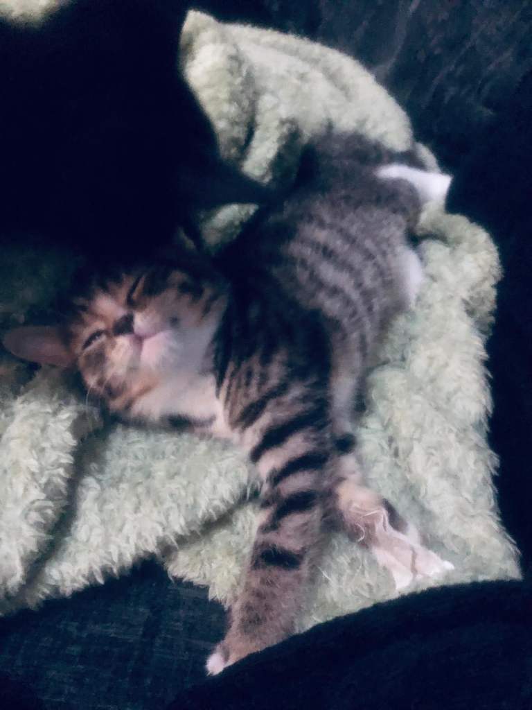 3 beautiful kittens, 2 lovely fluffy black and 1 gorgeous tabby  