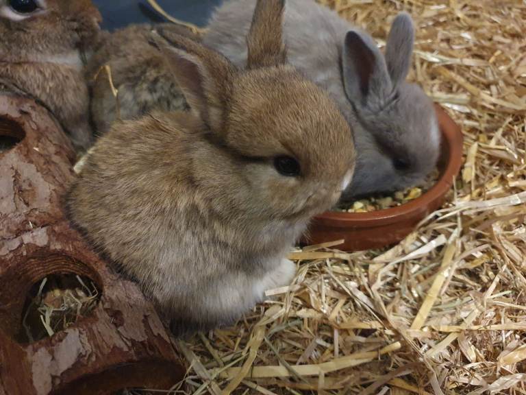 Beautiful and friendly bunnies 