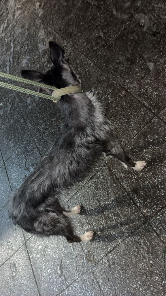 Beautiful Lurcher Bitch Looking for a Loving Home