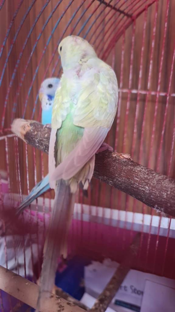 some beautiful, colourful budgies available. 