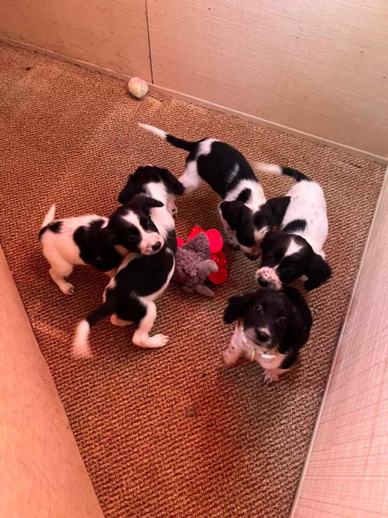 Cocker spaniel puppies