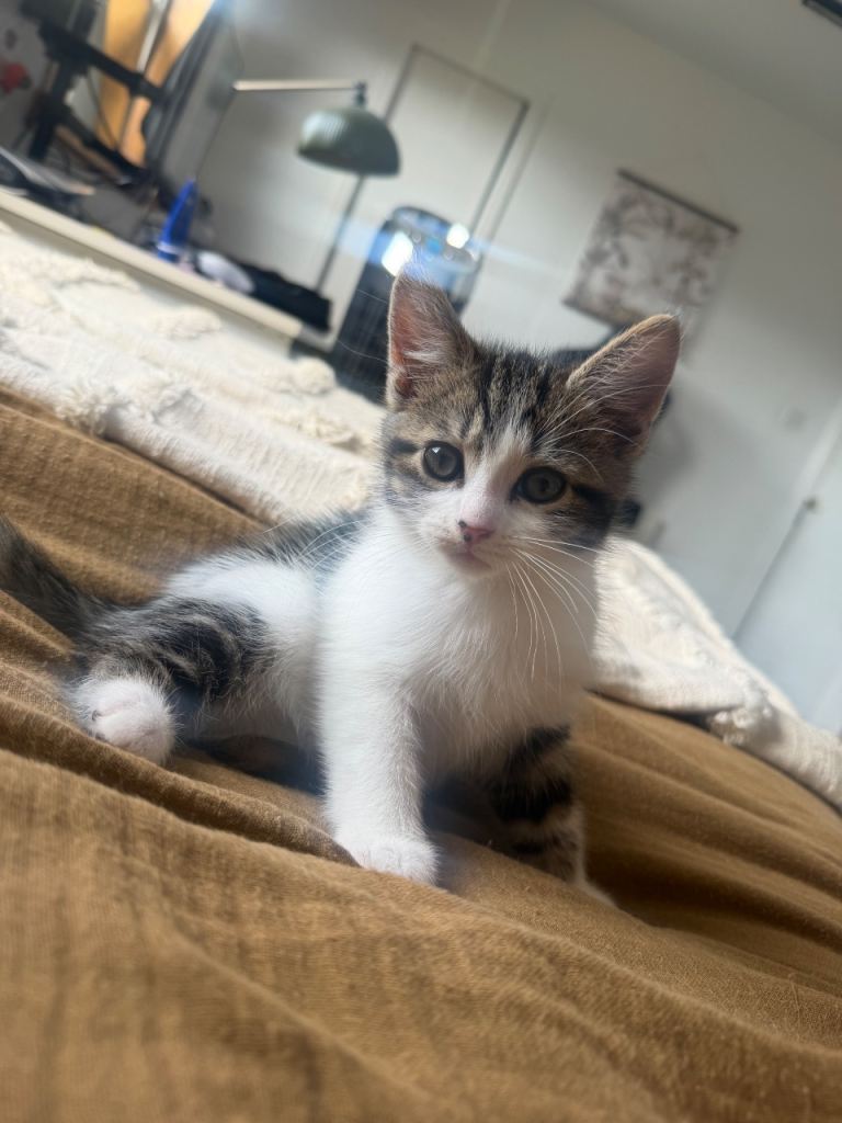 Kitten ready for a new home 