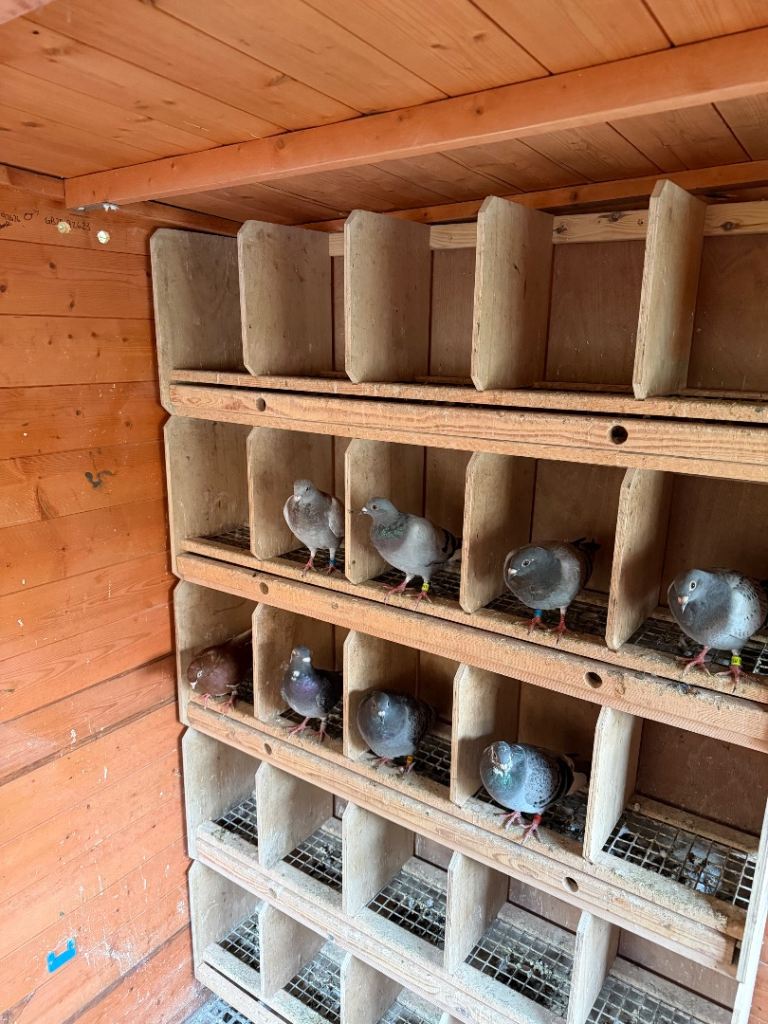 Racing Pigeon yearlings 