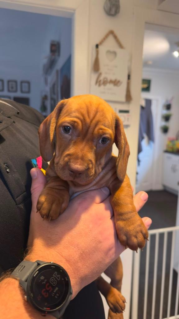 Dachshund Cross Puppies 