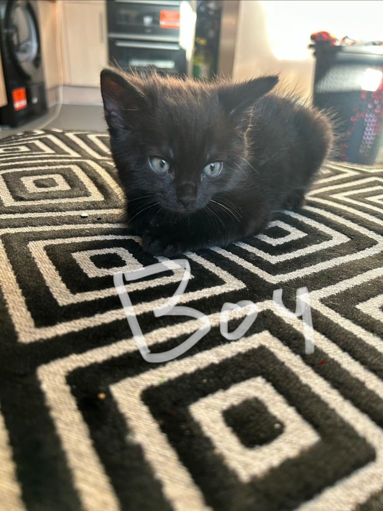 2 Kittens for sale