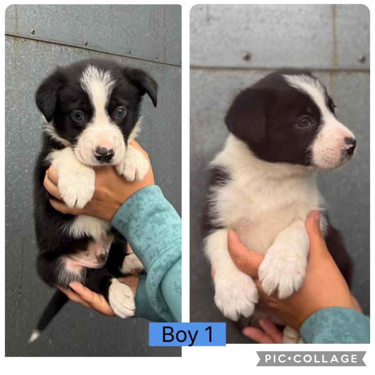 Three beautiful border collie sheep dog puppies 😍😍