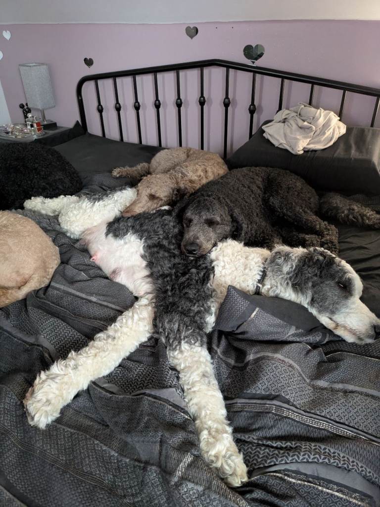 F1b Sheepadoodles 
