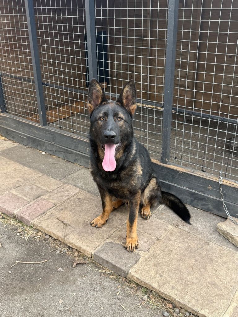 11 months old German shepherd for sale