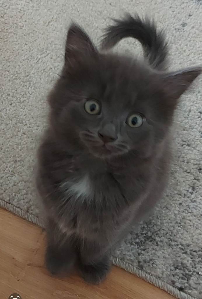 Fluffy long haired grey kittens 