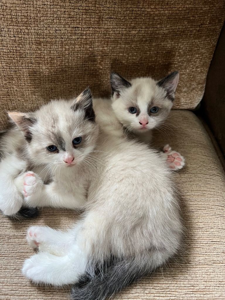 Fluffy  mix breed kittens 