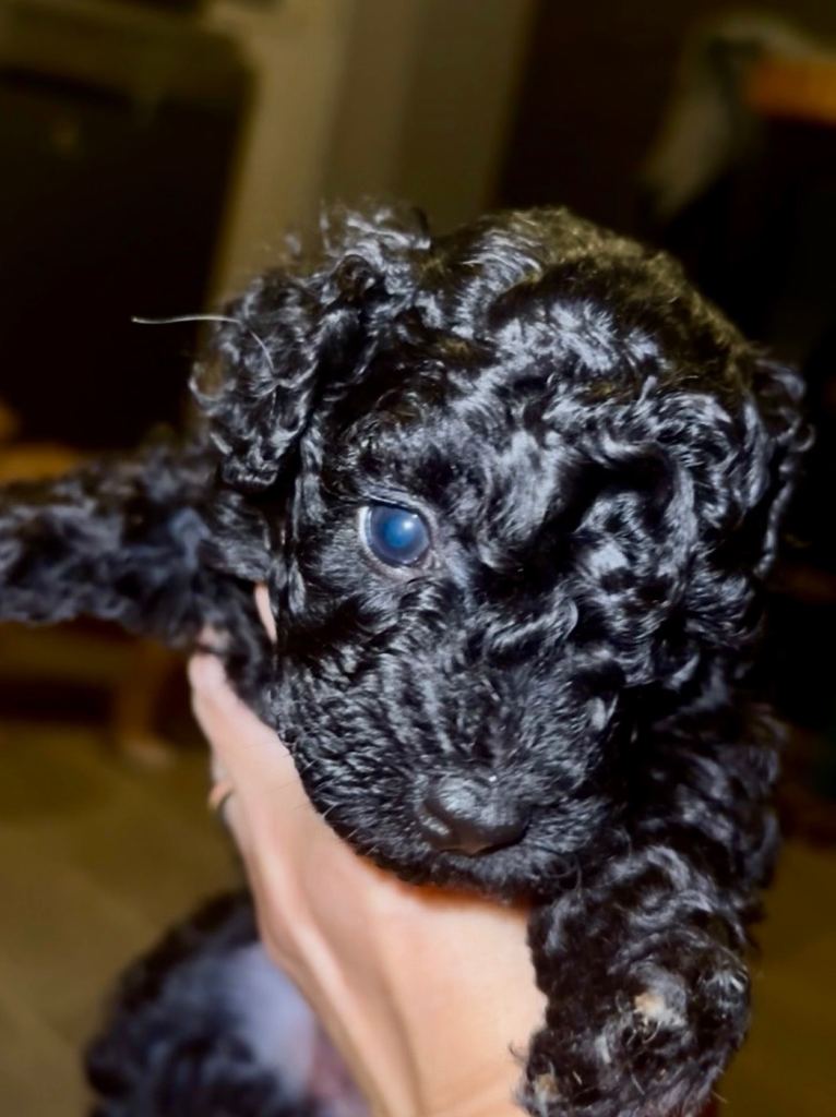 Poochon Toy poodle cross 