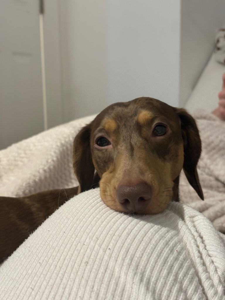 Miniature Male Dachshund  