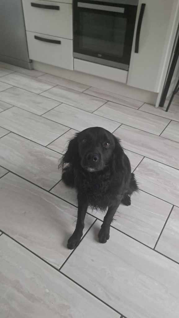 Borderpoo 