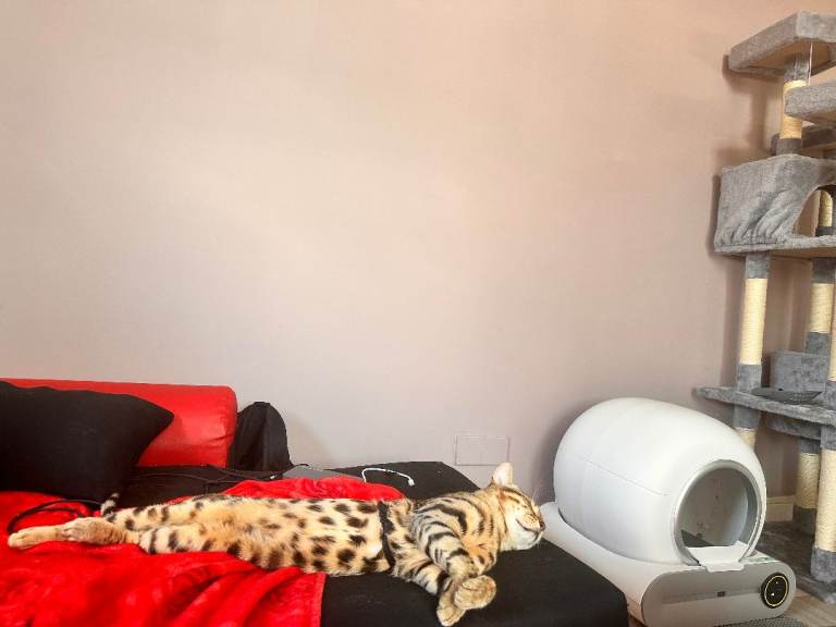 Bengal cat 2 years old. (Neutered)