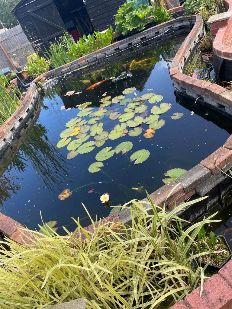 Complete Koi Pond Set- in Winchester