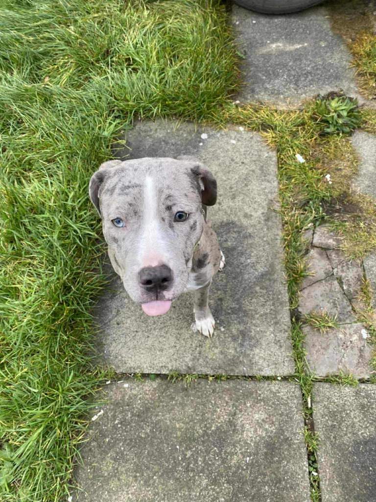 7 months old Bull mastiff cross staffy for sale 