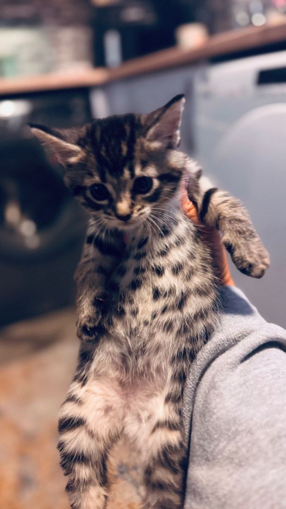 Maine coon cross kitten 